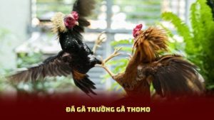 Đá Gà Trường Gà Thomo: Lịch Thi Đấu, Luật Chơi Và Cách Soi Kèo Hiệu Quả