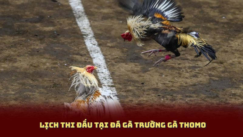 Lịch Thi Đấu Tại Đá Gà Trường Gà Thomo