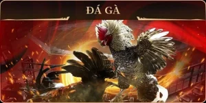 Đá gà MB66 – Trải Nghiệm Cá Cược Sôi Động Nhất Hiện Nay